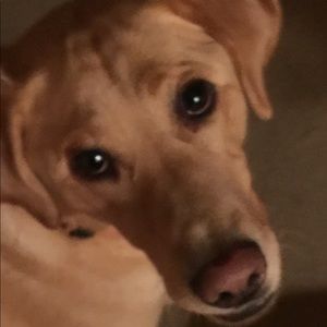 Meet your Posher, Irene